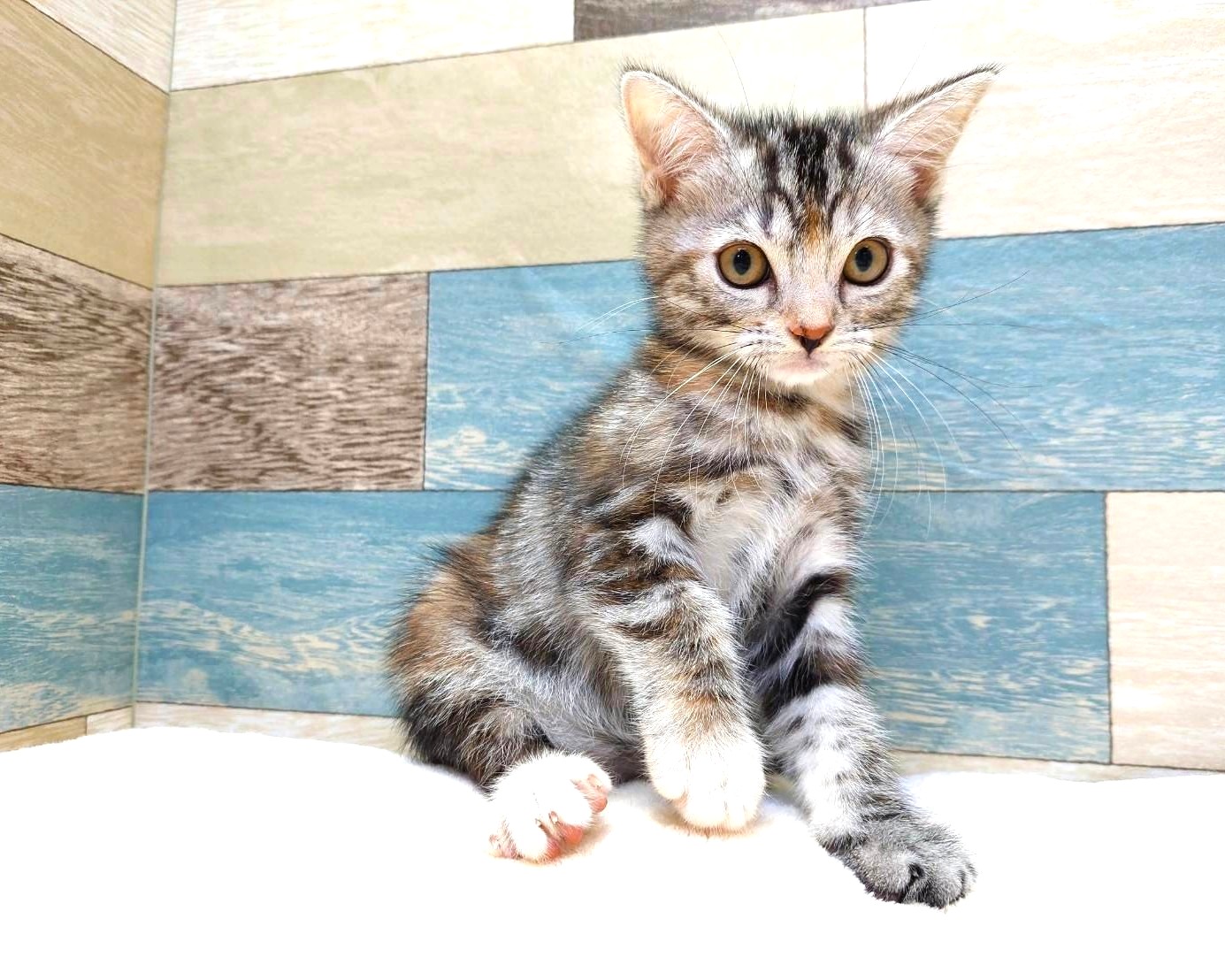 猫千代　0501 価格の安いMIX（アメリカンショートヘアー×マンチカン）♀ ③