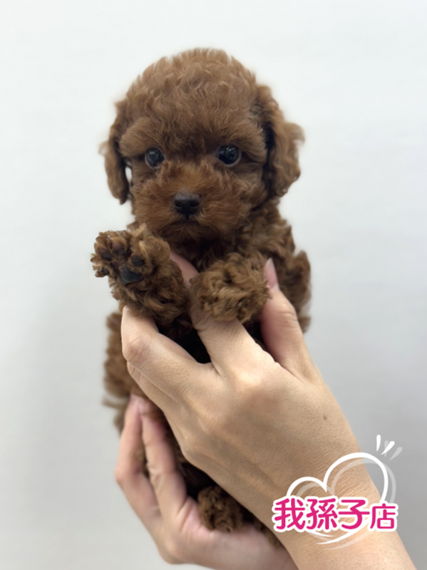 千葉県のトイプードル(トイ) (かねだい我孫子店/2025年5月10日生まれ/男の子/レッド)の子犬の1枚目の画像