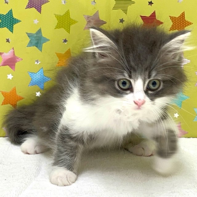 東京都のサイベリアン (かねだい足立店/2025年5月17日生まれ/女の子/ブルータビーホワイト)の子猫の2枚目の画像