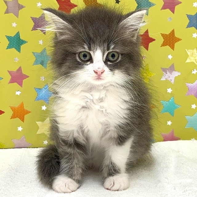 東京都のサイベリアン (かねだい足立店/2025年5月17日生まれ/女の子/ブルータビーホワイト)の子猫の1枚目の画像