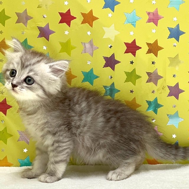 東京都のハーフ猫・ミックス猫 (かねだい足立店/2025年5月16日生まれ/男の子/シルバータビー)の子猫の2枚目の画像