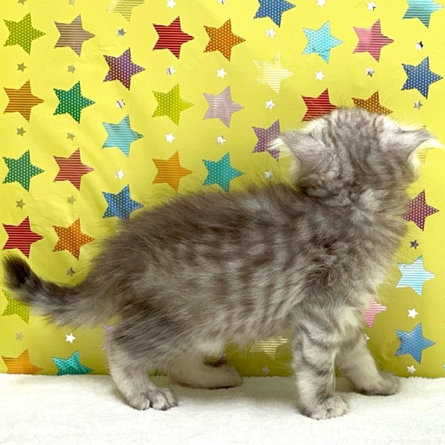 東京都のハーフ猫・ミックス猫 (かねだい足立店/2025年5月16日生まれ/男の子/シルバータビー)の子猫の3枚目の画像