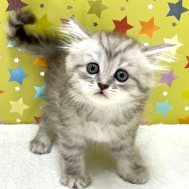 東京都のハーフ猫・ミックス猫 (かねだい足立店/2025年5月16日生まれ/男の子/シルバータビー)の子猫の1枚目の画像