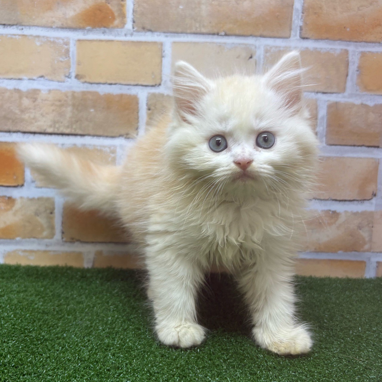 神奈川県のラガマフィン (かねだい横浜店/2025年5月17日生まれ/男の子/クリームホワイト)の子猫の4枚目の画像