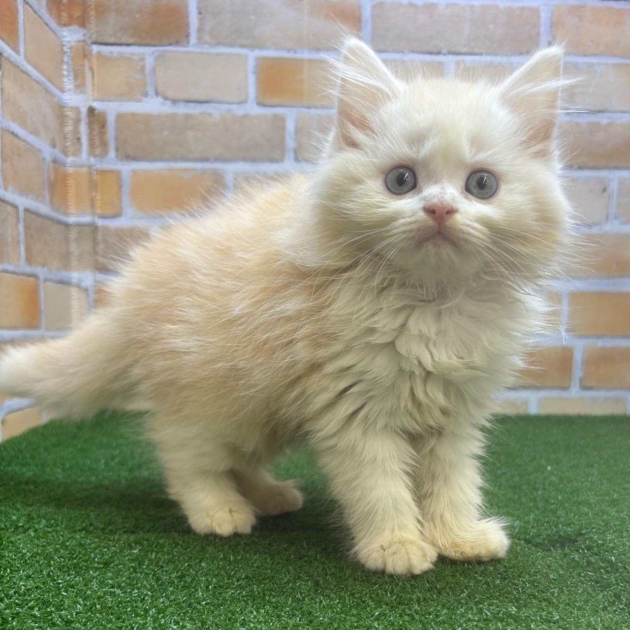 神奈川県のラガマフィン (かねだい横浜店/2025年5月17日生まれ/男の子/クリームホワイト)の子猫の3枚目の画像