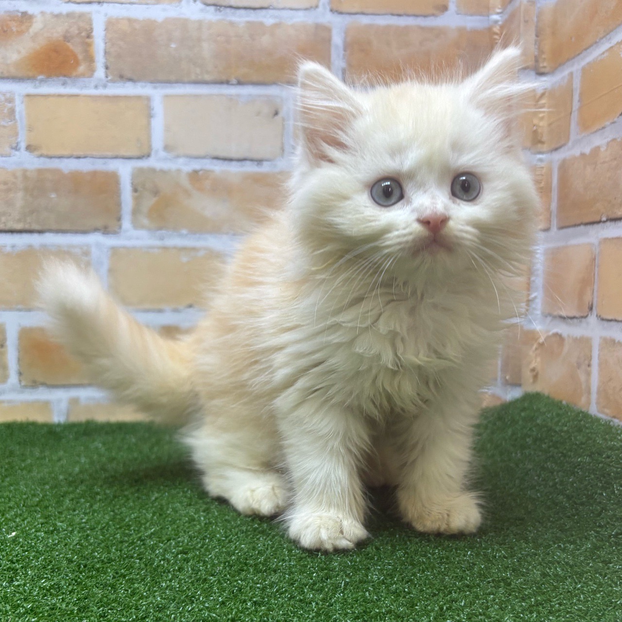 神奈川県のラガマフィン (かねだい横浜店/2025年5月17日生まれ/男の子/クリームホワイト)の子猫の1枚目の画像