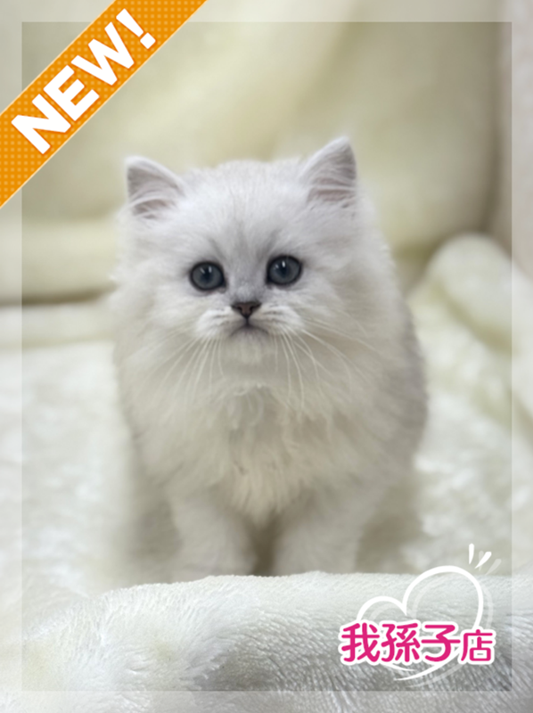 千葉県のペルシャ (かねだい我孫子店/2025年5月17日生まれ/男の子/チンチラシルバー)の子猫の1枚目の画像