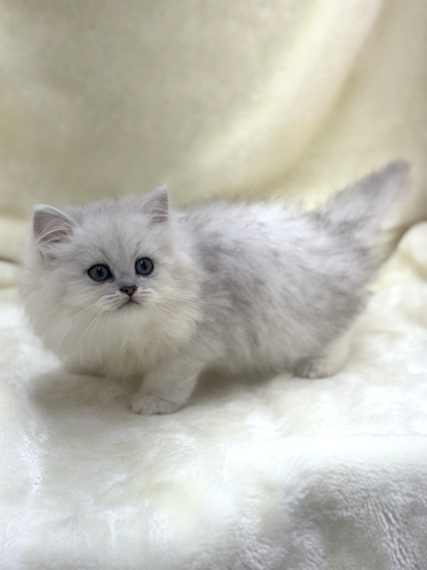 千葉県のペルシャ (かねだい我孫子店/2025年5月17日生まれ/男の子/チンチラシルバー)の子猫の3枚目の画像