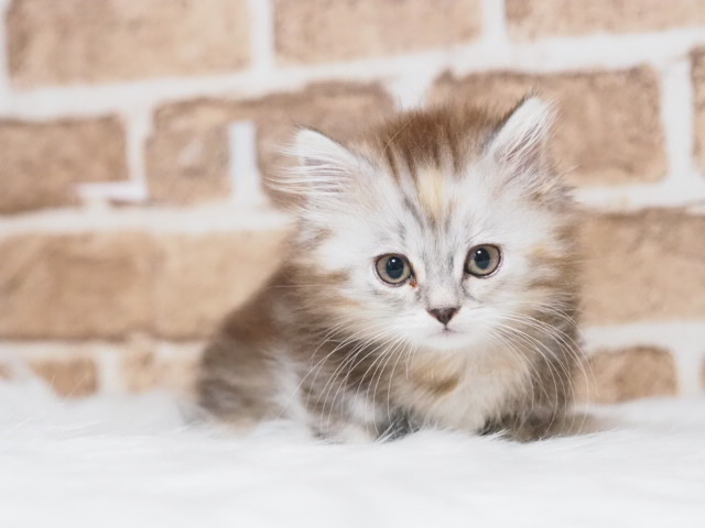 埼玉県のマンチカン (かねだい戸田店/2025年5月17日生まれ/女の子/シルバーパッチドタビー)の子猫の1枚目の画像