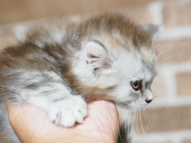 埼玉県のマンチカン (かねだい戸田店/2025年5月17日生まれ/女の子/シルバーパッチドタビー)の子猫の2枚目の画像