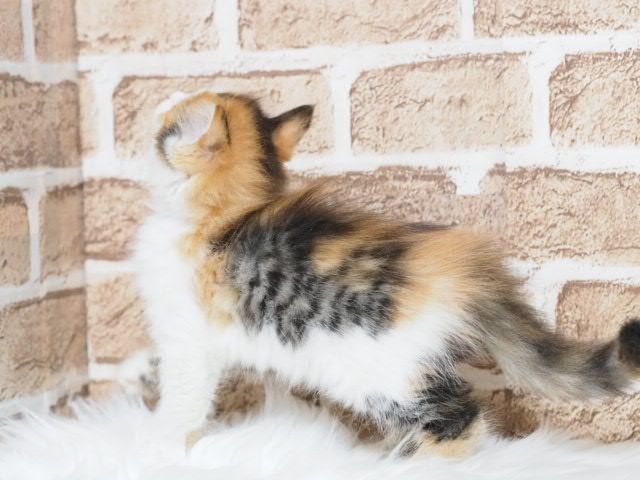 埼玉県のマンチカン (かねだい戸田店/2025年5月16日生まれ/女の子/キャリコ)の子猫の2枚目の画像