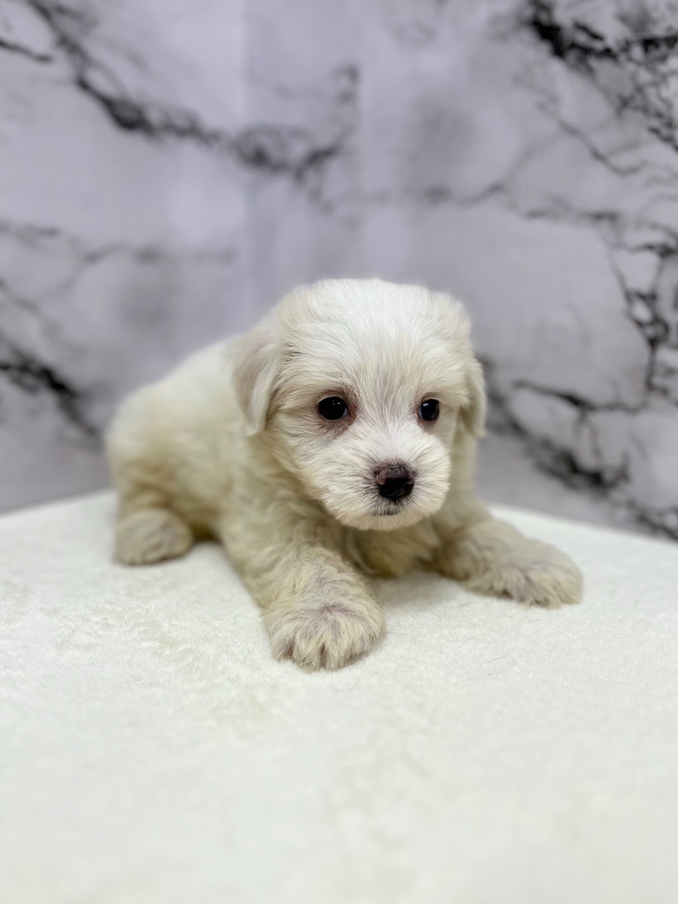 神奈川県のマルチーズ (かねだい東戸塚店/2025年5月18日生まれ/男の子/ホワイト)の子犬の2枚目の画像