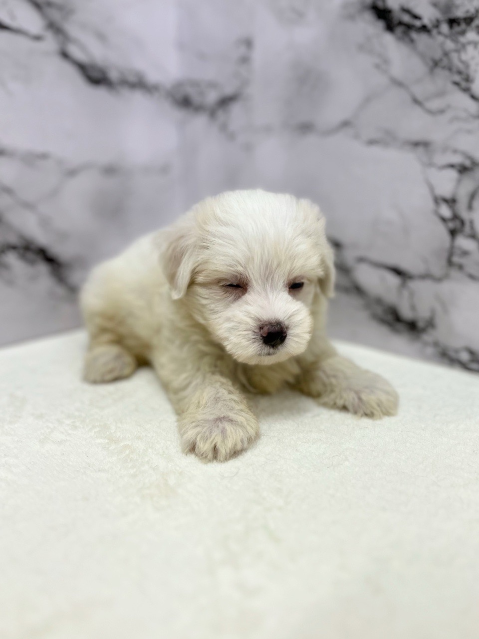 神奈川県のマルチーズ (かねだい東戸塚店/2025年5月18日生まれ/男の子/ホワイト)の子犬の3枚目の画像