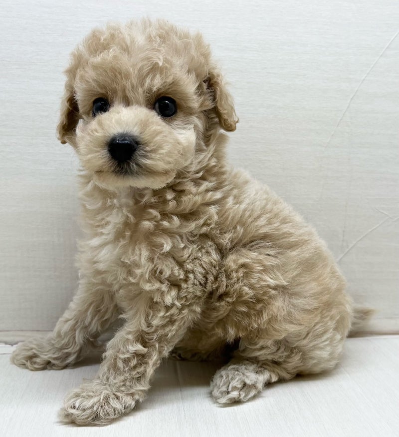 千葉県のハーフ犬・ミックス犬 (かねだい八千代店/2025年5月16日生まれ/男の子/アプリコット)の子犬の1枚目の画像