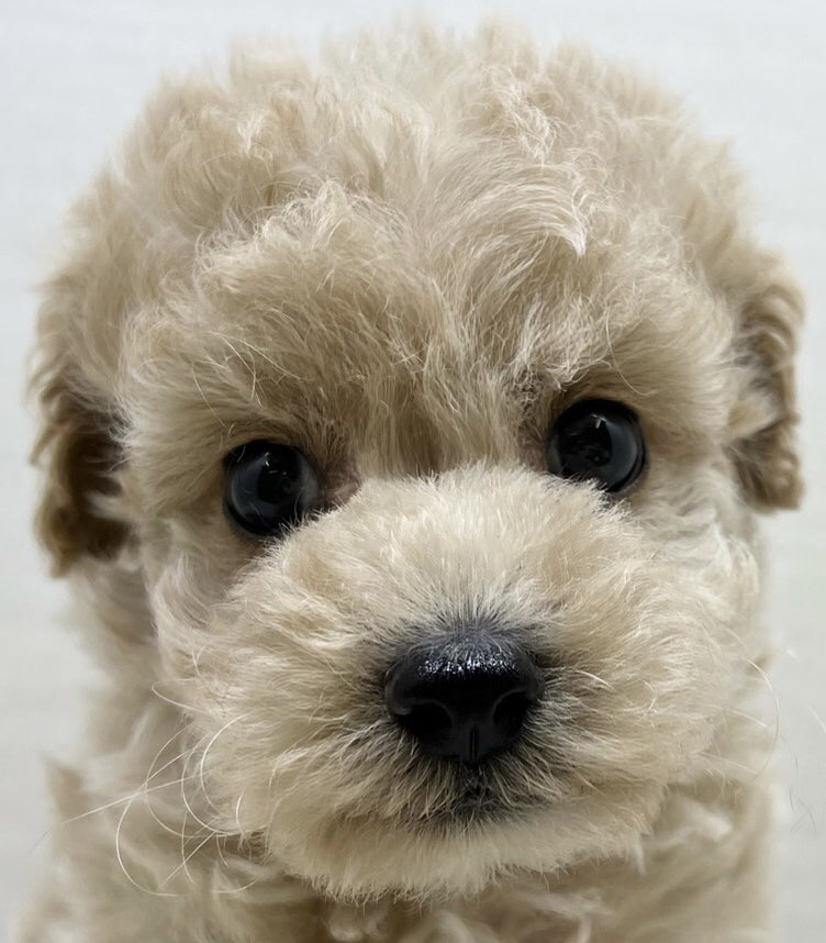 千葉県のハーフ犬・ミックス犬 (かねだい八千代店/2025年5月16日生まれ/男の子/アプリコット)の子犬の2枚目の画像