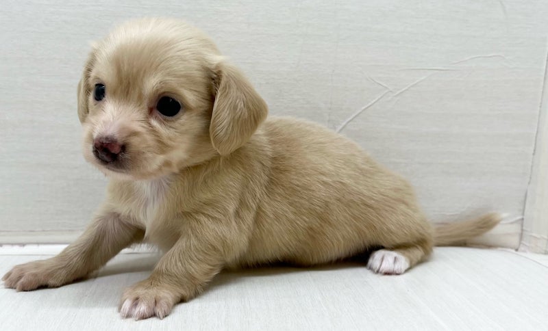 千葉県のハーフ犬・ミックス犬 (かねだい八千代店/2025年5月17日生まれ/男の子/クリーム)の子犬の1枚目の画像