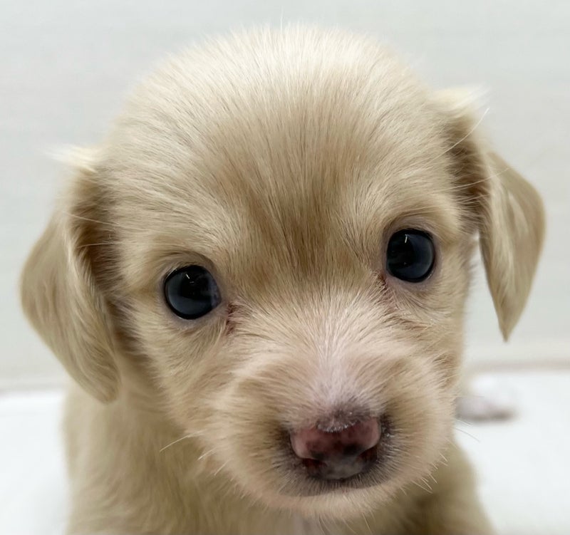 千葉県のハーフ犬・ミックス犬 (かねだい八千代店/2025年5月17日生まれ/男の子/クリーム)の子犬の2枚目の画像