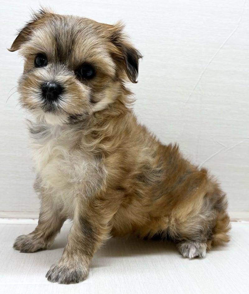 千葉県のハーフ犬・ミックス犬 (かねだい八千代店/2025年5月17日生まれ/女の子/セーブル)の子犬の1枚目の画像