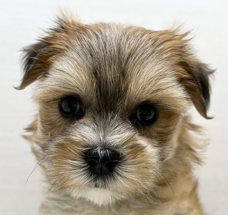 千葉県のハーフ犬・ミックス犬 (かねだい八千代店/2025年5月17日生まれ/女の子/セーブル)の子犬の2枚目の画像