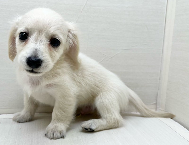 千葉県のハーフ犬・ミックス犬 (かねだい八千代店/2025年5月17日生まれ/男の子/クリーム)の子犬の1枚目の画像