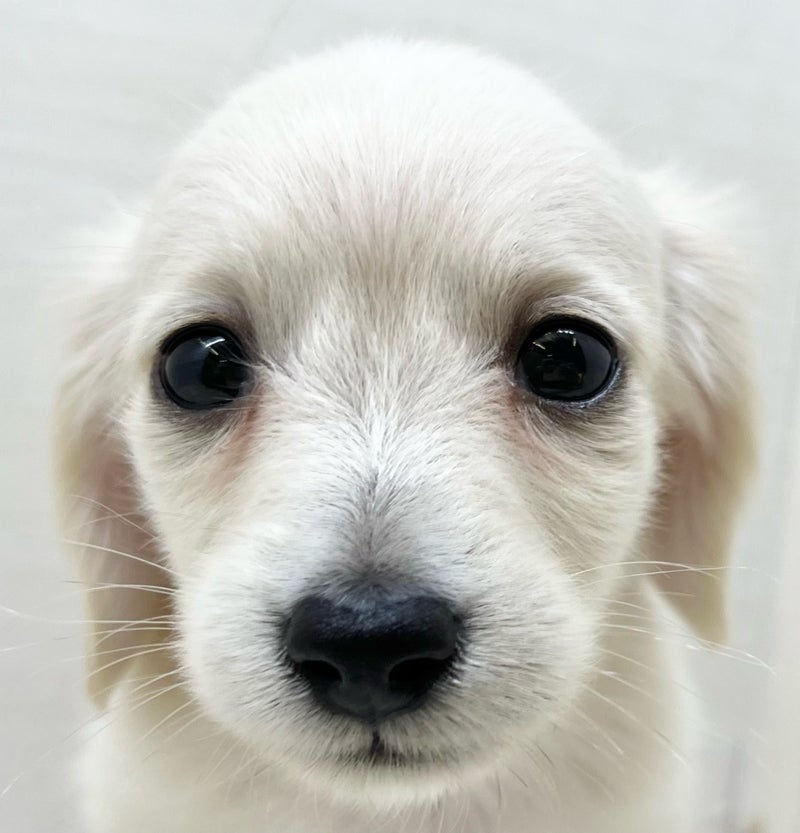 千葉県のハーフ犬・ミックス犬 (かねだい八千代店/2025年5月17日生まれ/男の子/クリーム)の子犬の2枚目の画像