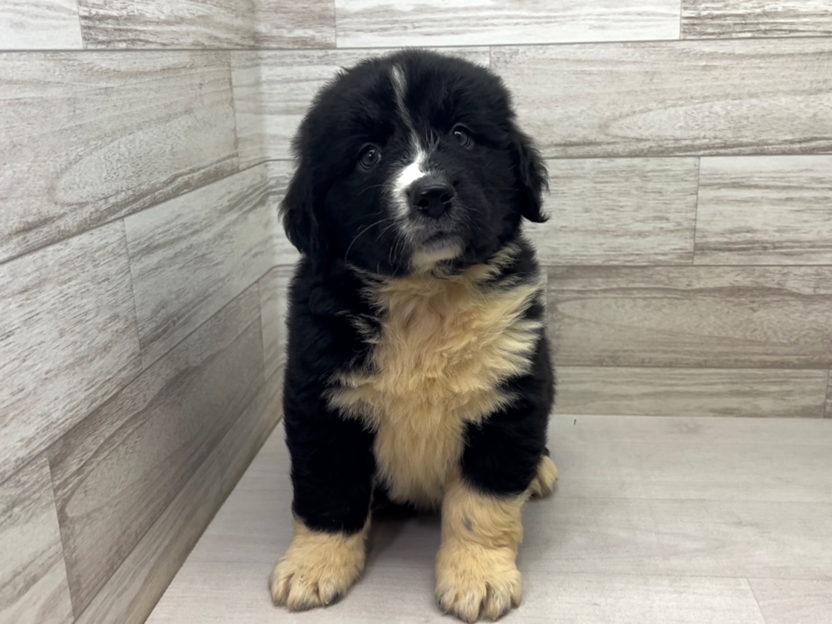 埼玉県のハーフ犬・ミックス犬 (かねだい桶川店/2025年5月18日生まれ/女の子/その他色)の子犬の2枚目の画像