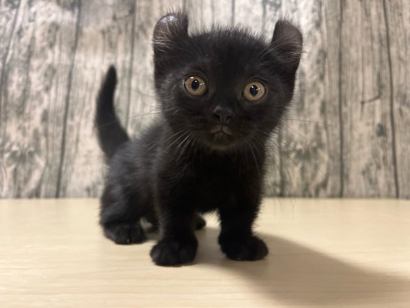 埼玉県のハーフ猫・ミックス猫 (かねだいアクアパーク店/2025年5月17日生まれ/男の子/ブラック)の子猫