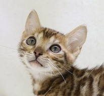 埼玉県のベンガル (かねだい草加店/2025年5月17日生まれ/男の子/ブラウンスポットタビー)の子猫の2枚目の画像