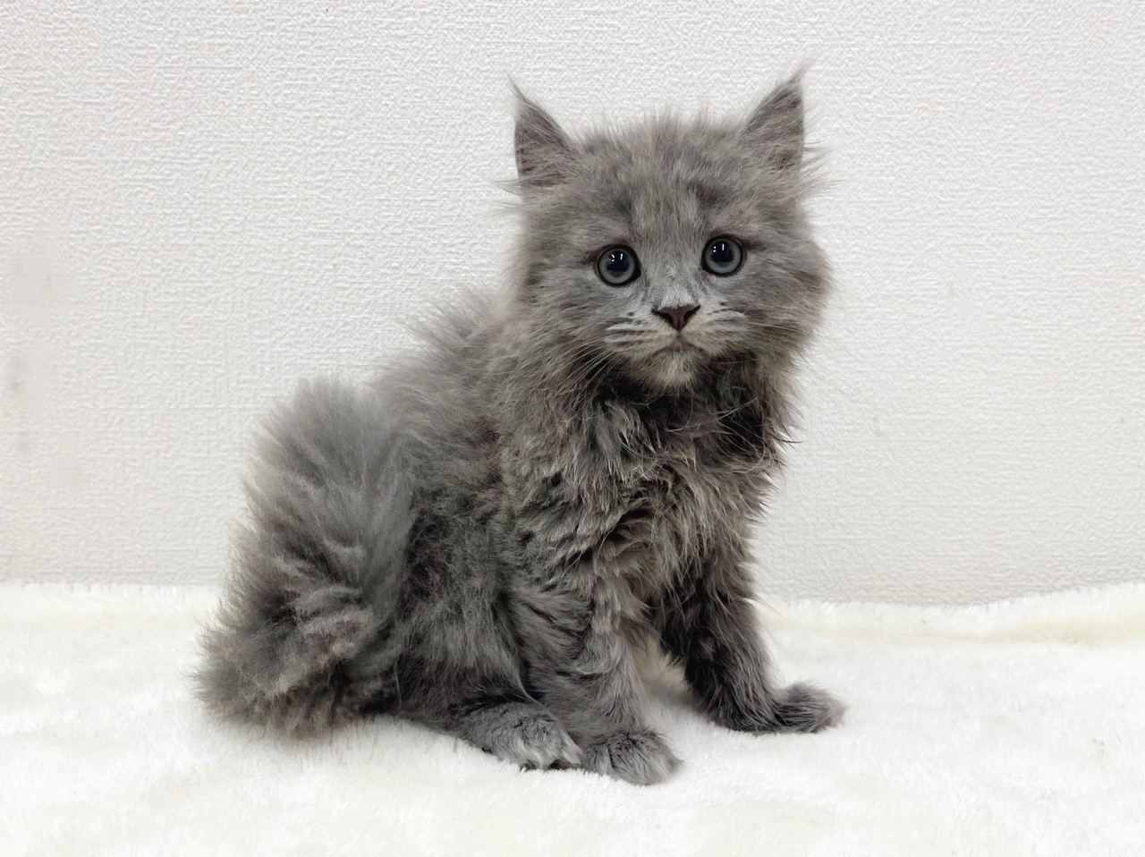 東京都のマンチカン (かねだい青梅店/2025年5月17日生まれ/男の子/ブルー)の子猫の2枚目の画像
