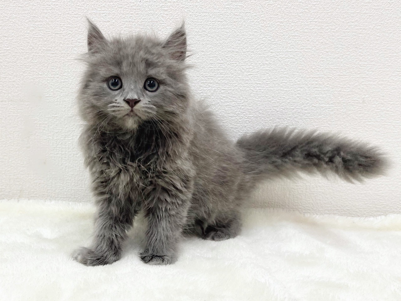 東京都のマンチカン (かねだい青梅店/2025年5月17日生まれ/男の子/ブルー)の子猫の3枚目の画像