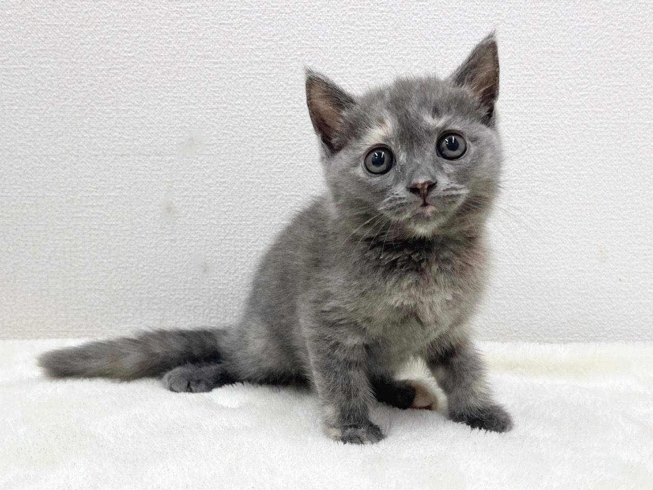 東京都のマンチカン (かねだい青梅店/2025年5月15日生まれ/女の子/ブルークリーム)の子猫の2枚目の画像