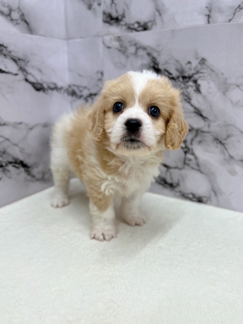 神奈川県のハーフ犬・ミックス犬 (かねだい東戸塚店/2025年5月16日生まれ/男の子/クリームホワイト)の子犬の1枚目の画像