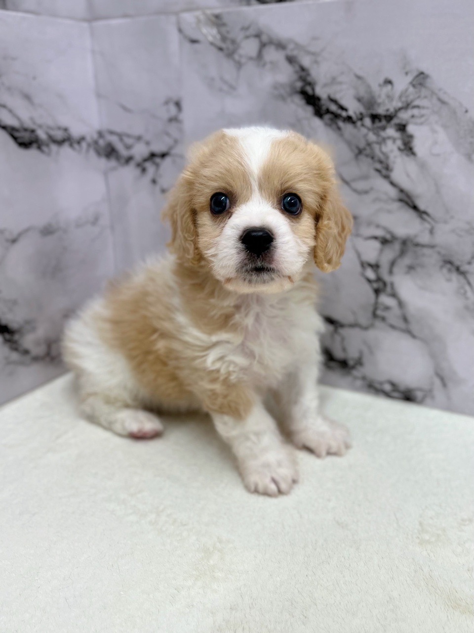 神奈川県のハーフ犬・ミックス犬 (かねだい東戸塚店/2025年5月16日生まれ/男の子/クリームホワイト)の子犬の2枚目の画像