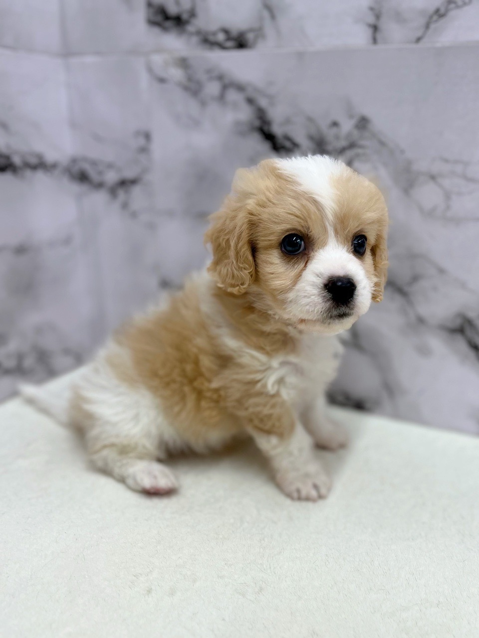 神奈川県のハーフ犬・ミックス犬 (かねだい東戸塚店/2025年5月16日生まれ/男の子/クリームホワイト)の子犬の3枚目の画像
