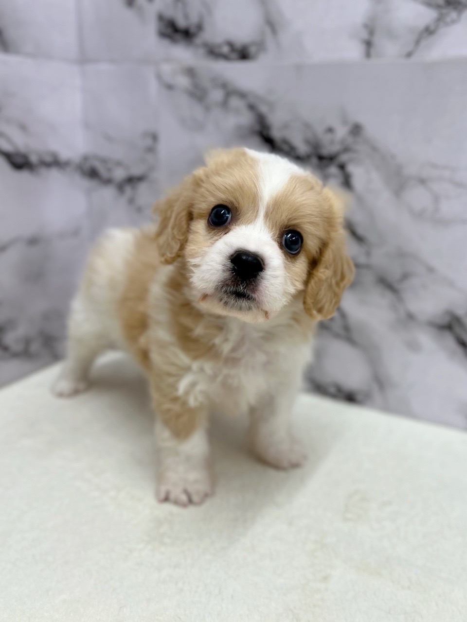 神奈川県のハーフ犬・ミックス犬 (かねだい東戸塚店/2025年5月16日生まれ/男の子/クリームホワイト)の子犬の4枚目の画像
