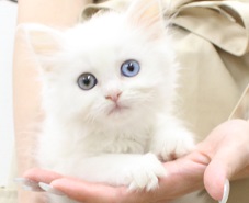 神奈川県のラガマフィン (かねだい伊勢原店/2025年5月17日生まれ/女の子/クリームタビーホワイト)の子猫