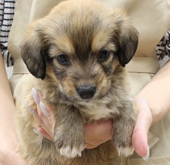 神奈川県のMIX犬（父：WコーギーＰ×母：MIX犬（チワワ×トイプードル）） (かねだい伊勢原店/2025年5月16日生まれ/男の子/その他色)の子犬