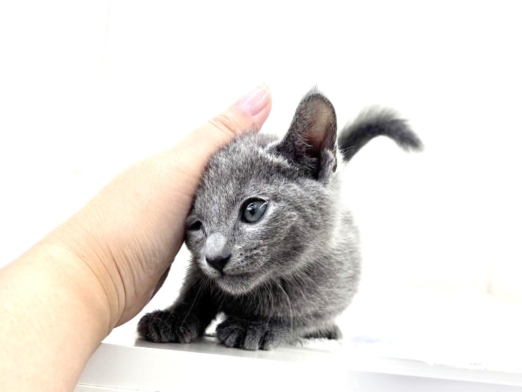 東京都のロシアンブルー (かねだい本町田店/2025年5月17日生まれ/男の子/ブルー)の子猫の3枚目の画像