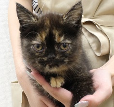 神奈川県のエキゾチック (かねだい伊勢原店/2025年5月16日生まれ/女の子/ブラウンパッチドタビーホワイト)の子猫