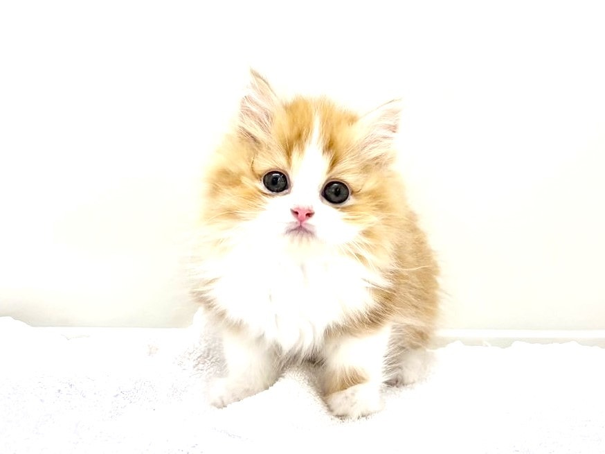 東京都のサイベリアン (かねだい本町田店/2025年5月17日生まれ/男の子/レッドホワイト)の子猫の1枚目の画像