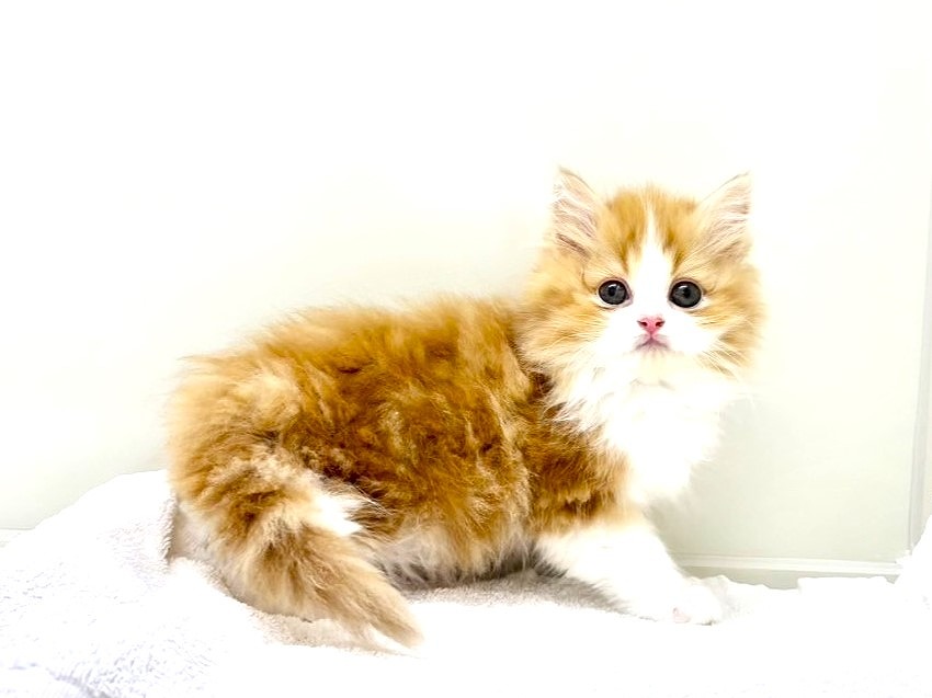東京都のサイベリアン (かねだい本町田店/2025年5月17日生まれ/男の子/レッドホワイト)の子猫の2枚目の画像