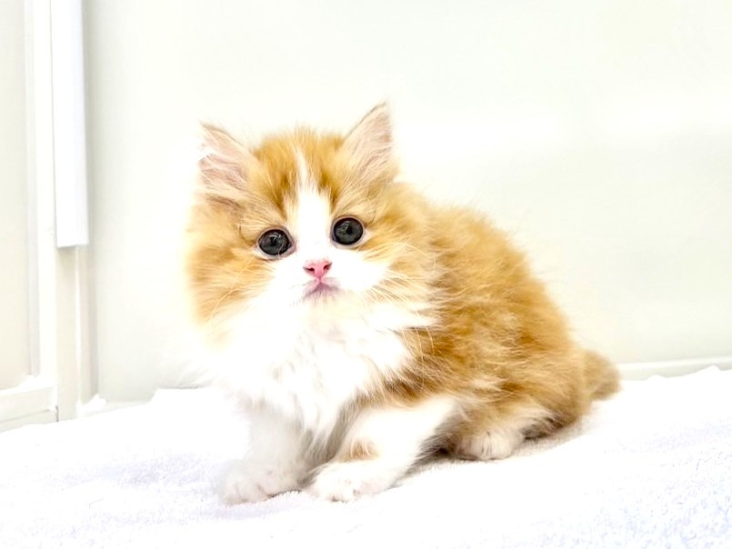 東京都のサイベリアン (かねだい本町田店/2025年5月17日生まれ/男の子/レッドホワイト)の子猫の4枚目の画像