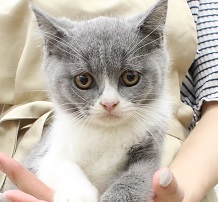 神奈川県のブリティッシュショートヘアー (かねだい伊勢原店/2025年5月8日生まれ/男の子/ブルーホワイト)の子猫