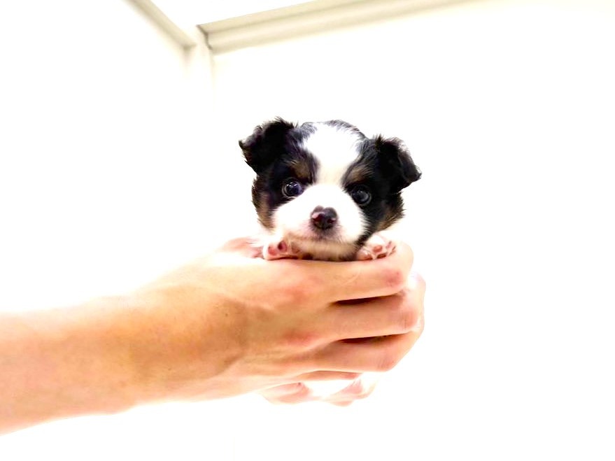 東京都のチワワ(ロング) (かねだい本町田店/2025年5月17日生まれ/男の子/ホワイトブラック)の子犬の3枚目の画像