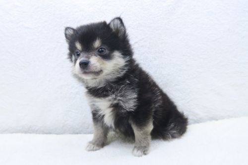 神奈川県のポメ柴/豆ポメ/ポメ豆柴(ポメラニアン×柴犬) (かねだい海老名店/2025年5月17日生まれ/男の子/黒)の子犬