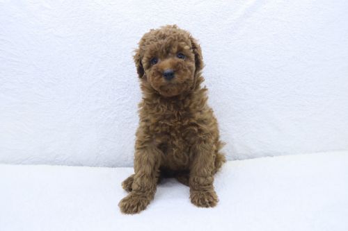 神奈川県のトイプードル(トイ) (かねだい海老名店/2025年5月16日生まれ/女の子/レッド)の子犬