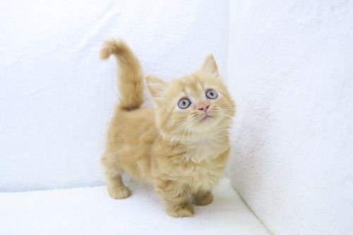神奈川県のマンチカン (かねだい海老名店/2025年5月14日生まれ/女の子/レッドタビー)の子猫