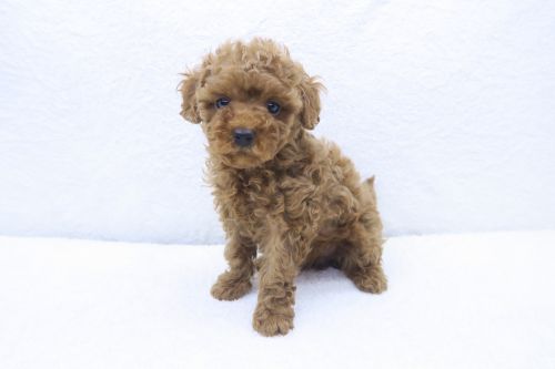 神奈川県のトイプードル(トイ) (かねだい海老名店/2025年5月16日生まれ/女の子/レッド)の子犬
