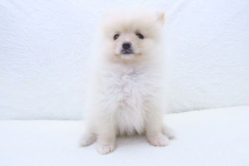 神奈川県のポメラニアン (かねだい海老名店/2025年5月15日生まれ/男の子/クリーム)の子犬