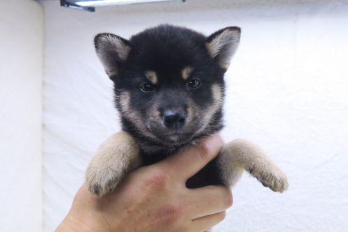 神奈川県の柴犬(標準サイズ) (かねだい海老名店/2025年5月16日生まれ/男の子/黒)の子犬